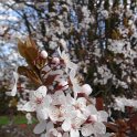 Prunus cerasifera 'Pissardii'